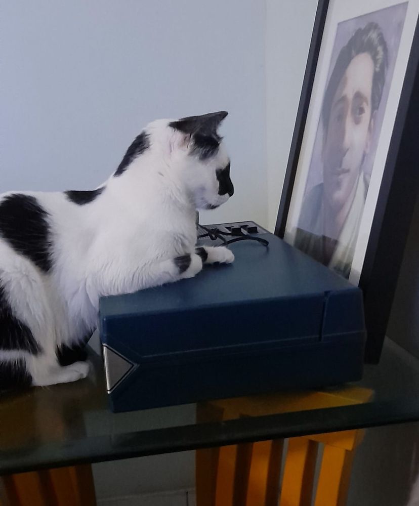 Gata malhada em cima de uma mesa quadrada de canto (base amarela e tampo de vidro) apoiada em cima de uma caixa azul escura, olhando para um quadro com a pintura do ator Adrien Brody que está apoiado na mesa, entre a parede e a caixa (dia 03)