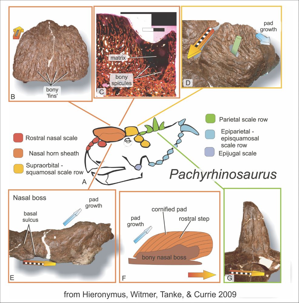 Hypothesis of facial integumentary (skin) structures in Pachyrhinosaurus showing various bones, histological slices, and restorations for a project led by Tobin Hieronymus as part of his PhD dissertation in our lab.

From Hieronymus, T. L., L. M. Witmer, D. H. Tanke, and P. J. Currie. 2009. The facial integument of centrosaurine ceratopsids: morphological and histological correlates of novel skin structures. Anatomical Record 292:1370–1396. DOI:10.1002/ar.20985  https://bit.ly/447xCC1

