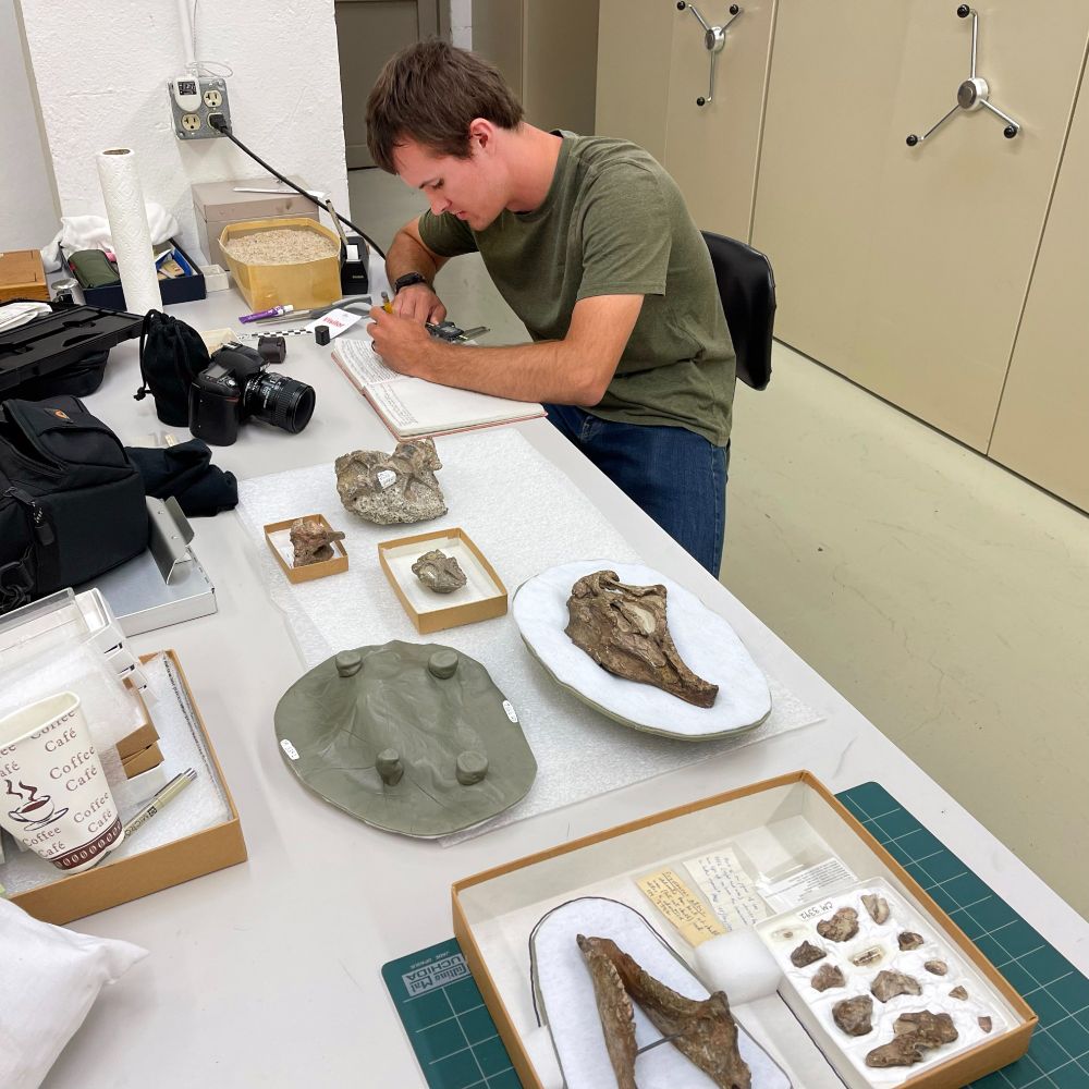 Masters student Daniel Dunfee working at the on a bench in the collections of the Carnegie Museum of Natural History. Spread out before him are the fossils of the dinosaur Dryosaurus, as he writes in his notebook.