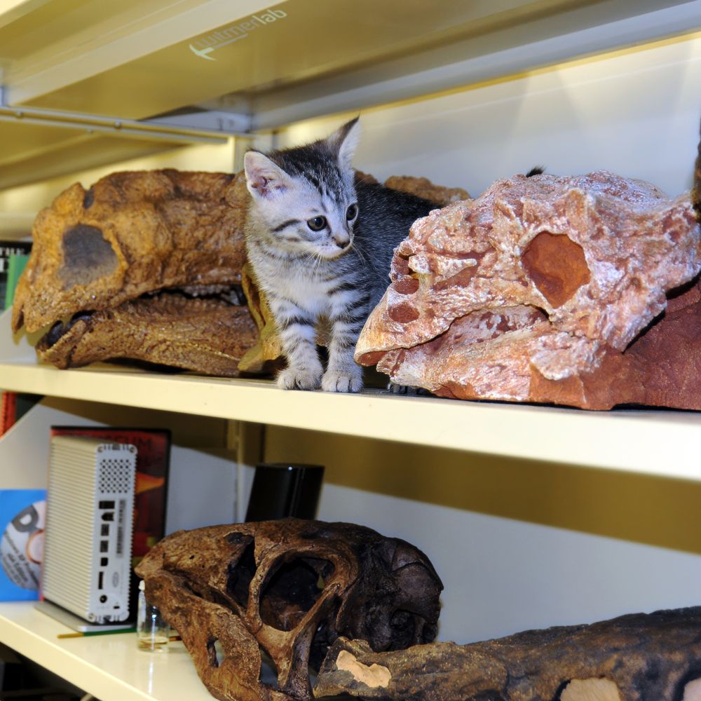 Photo of an 8-week-old kitten named Pinky on a shelf in WitmerLab among a number of skulls of thyreophoran dinosaurs. She is staring at Pinacosaurus. Tarchia is also pictured as are a couple stegosaurs. Her little body is blocking the skull of Gastonia.
