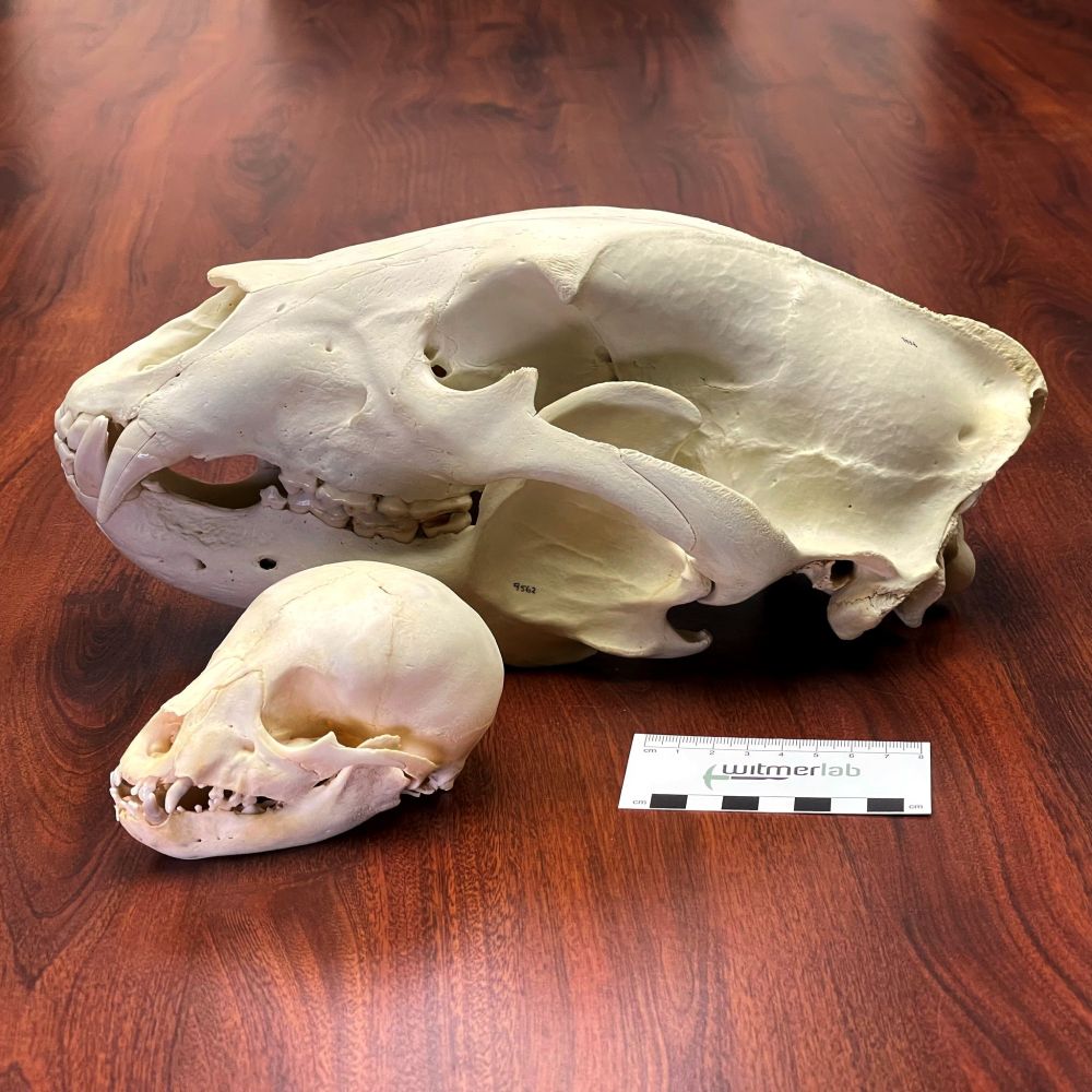 
Photo of the black bear cub skull along with the skull of an adult male black bear.