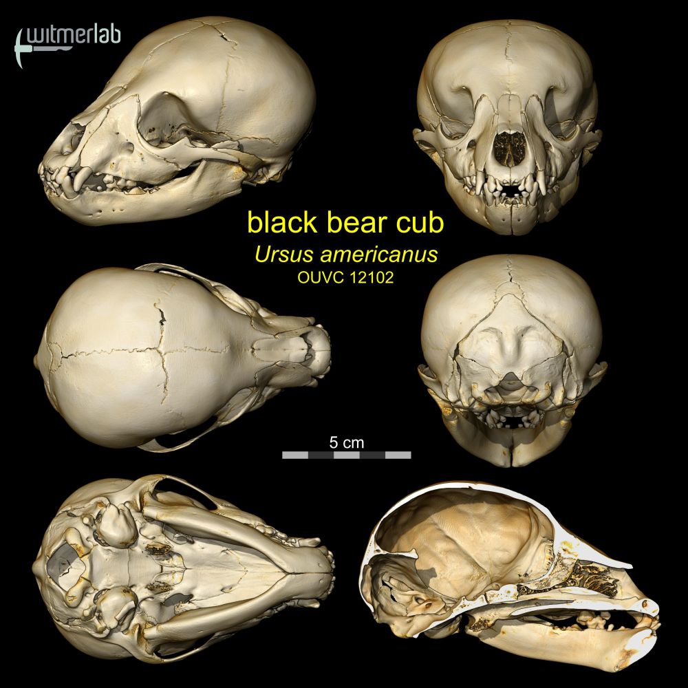 Volume-rendered images  of the microCT-scanned skull of a very young black bear cub in (clockwise from top left), left rostrodorsolateral view, rostral (front) view, caudal (back) view, medial view of the left half of the skull after digital removal of the right half (sagittal section), ventral (bottom) view, and dorsal (top) view.