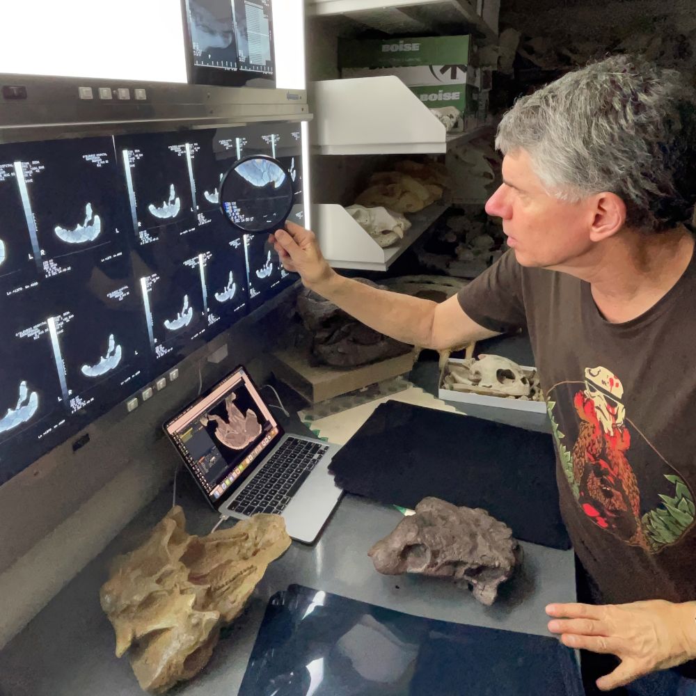 A senior scientist (Witmer) stands in front of an old-fashioned radiographic light box holding a magnifying glass as he studies CT scan images on film of the holotype skull of the ankylosaur Edmontonia rugosidens (USNM 11868). On the surface in front of him is more x-ray film, three casts of other ankylosaur skulls, and a laptop displaying more modern CT scan data of a different specimen.