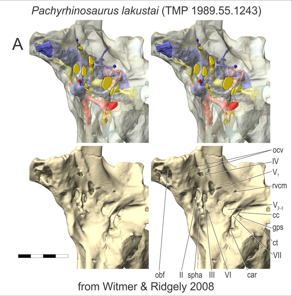 Stereoscopic images of the brain endocast of Pachyrhinosaurus lakustae shown within the transparent braincase (top) and at bottom, the braincase without the endocast to show the labeled foramina.

From Witmer, L. M., and R. C. Ridgely. 2008. Structure of the brain cavity and inner ear of the centrosaurine ceratopsid Pachyrhinosaurus based on CT scanning and 3D visualization. Pp. 117–144 in P. J. Currie (ed.), A New Horned Dinosaur From an Upper Cretaceous Bone Bed in Alberta National Research Council of Canada Monograph Series, Ottawa. https://bit.ly/4jTiNJf