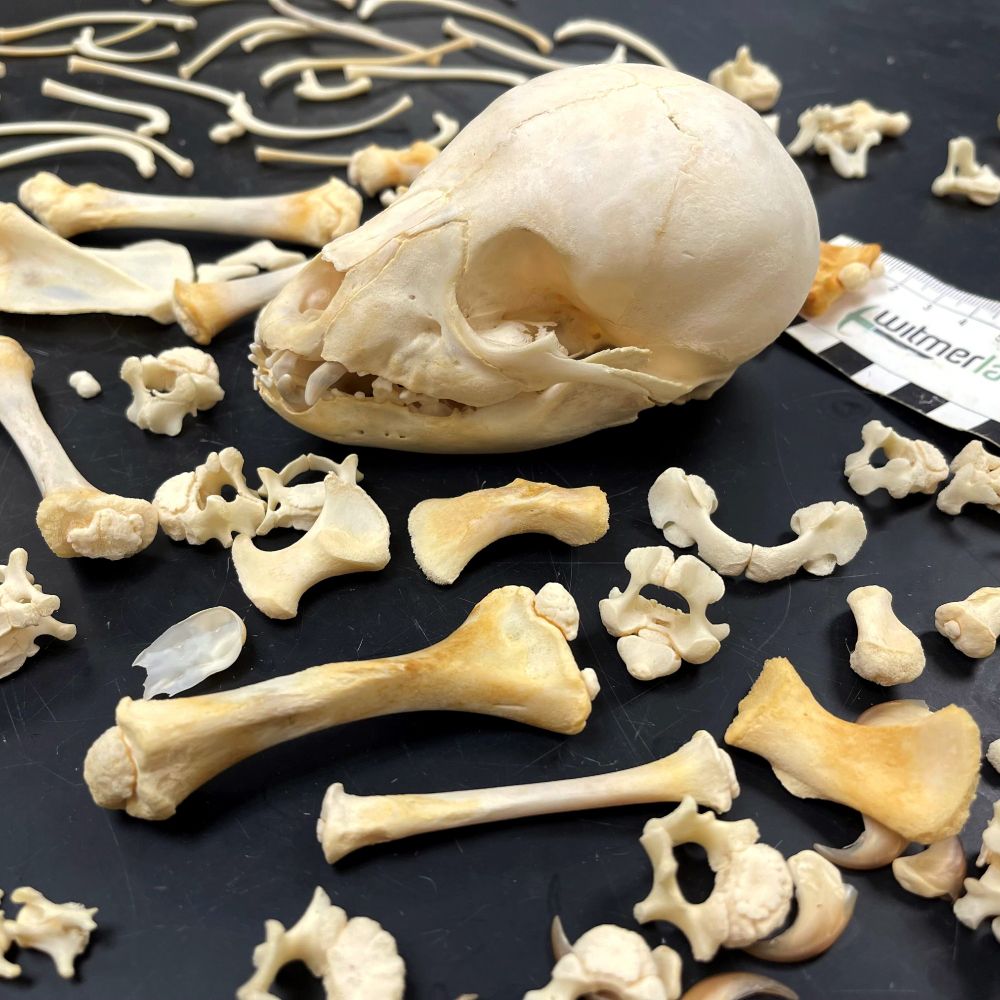 A very young black bear cub skeleton just came out of the dermestid colony, showing how expanded the braincase is—like most baby heads, it's mostly brain and eyeballs. Also note how unfused the bones are...check out the humerus and axis (vertebra C2) in the foreground. 