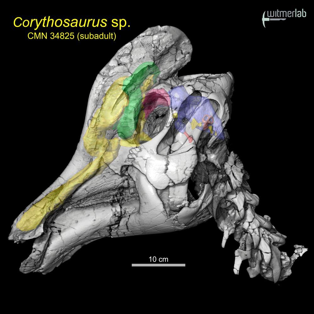 CT-based volume rendering of subadult Corythosaurus skull and neck with its brain endocast and expanding airway & sinuses within its narial crest. Research was published with David Evans and Ryan Ridgely in 2009 (https://bit.ly/3kh7fRG) but this is a new visualization.