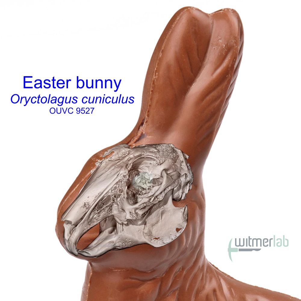 Composite image of a traditional chocolate Easter bunny with a 3D-rendered skull of a microCT-scanned domestic rabbit inserted into its chocolatey head.