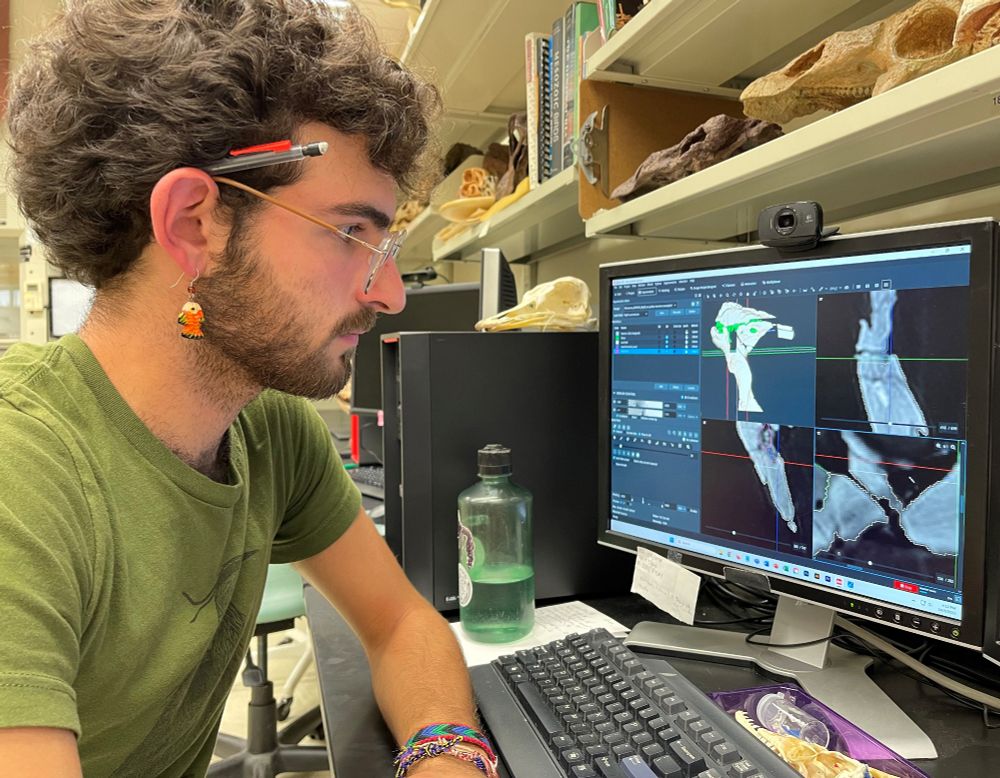 Peter Rhynard using Amira to segment the skull of Big Al the Allosaurus (MOR 693) as part of his honors thesis research.