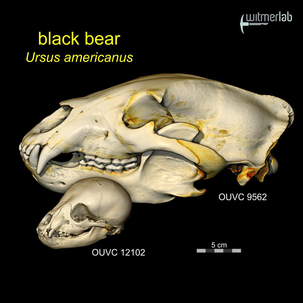 Volume renders of the baby black bear along with an adult male black bear, digitally replicating the analog photo image I presented previously  and shared again in the next image. 