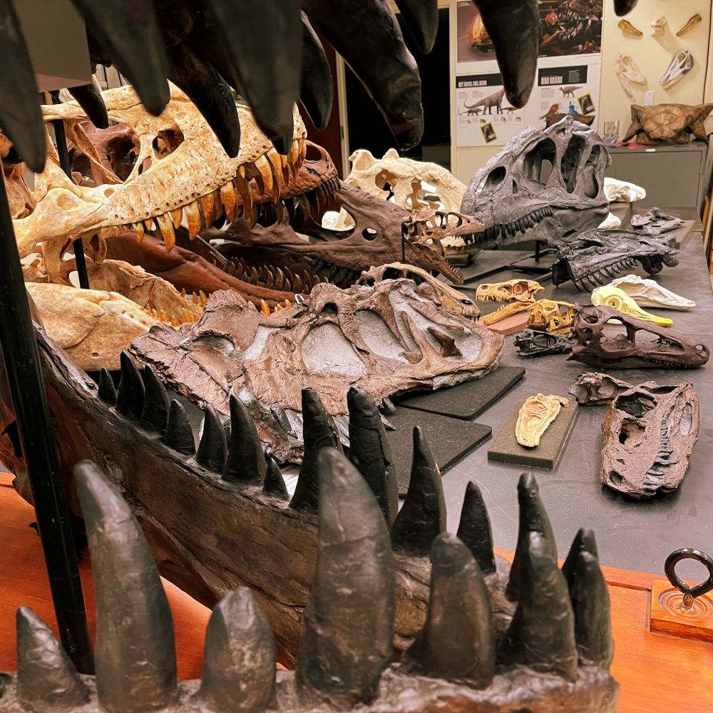 A chaotic assemblage of carnage-bringing theropods cover a table, providing a world-weary Witmer with solace in the joys of dinosaur anatomy.