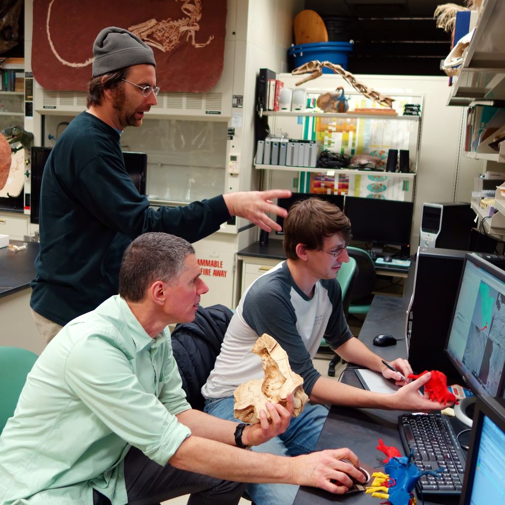 Photo of lead author Jared Voris looking at a computer screen and holding a 3D print of a Gorgosaurus endocast. Coauthors Ryan Ridgely (standing) and Witmer (seated) surround Jared as all three contemplate the CT scan data.. 
