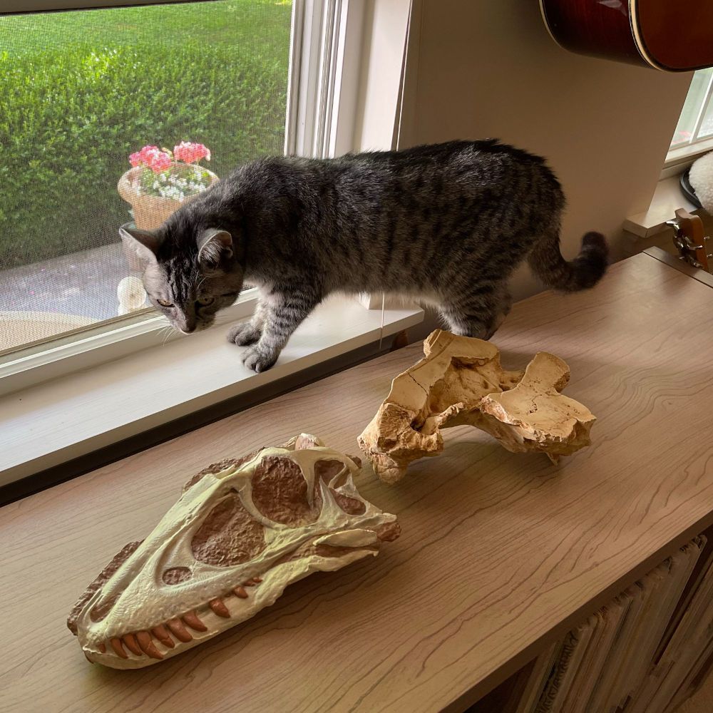 Two dinosaur specimens sit atop a cabinet in front of an open window. Pinky the cat glances at one of the dinosaur skulls when not looking out at the birds.