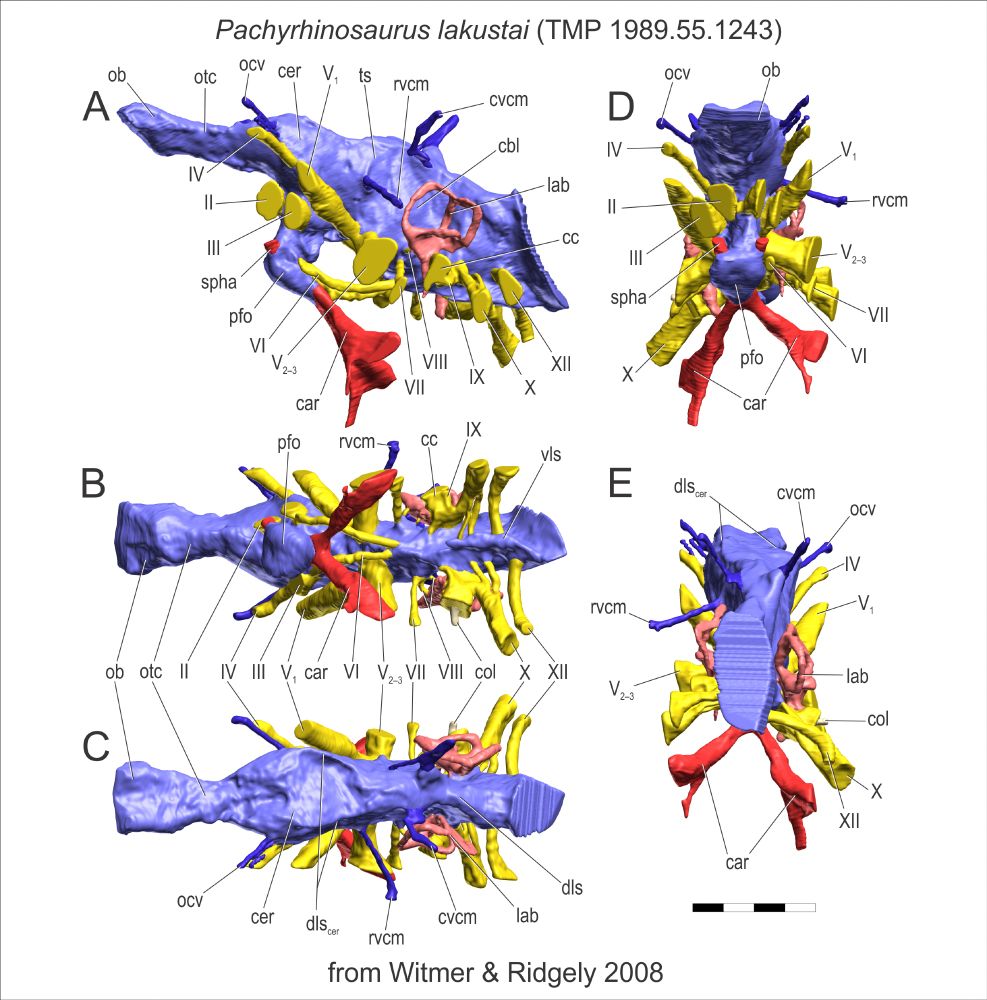 Images of the brain endocast of Pachyrhinosaurus lakustae in canonical views. 

From Witmer, L. M., and R. C. Ridgely. 2008. Structure of the brain cavity and inner ear of the centrosaurine ceratopsid Pachyrhinosaurus based on CT scanning and 3D visualization. Pp. 117–144 in P. J. Currie (ed.), A New Horned Dinosaur From an Upper Cretaceous Bone Bed in Alberta National Research Council of Canada Monograph Series, Ottawa. https://bit.ly/4jTiNJf