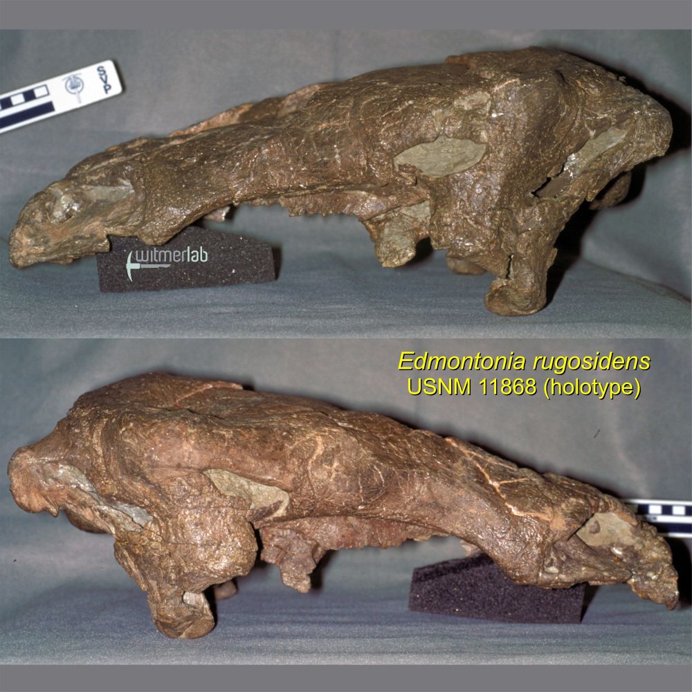 Color photographs of the holotype skull of the ankylosaur Edmontonia rugosidens (USNM 11868) in left lateral (top) and right lateral (bottom) views. Given the rudimentary nature of the digital cameras in 1998, these images were shot on color slide film and then scanned professionally.