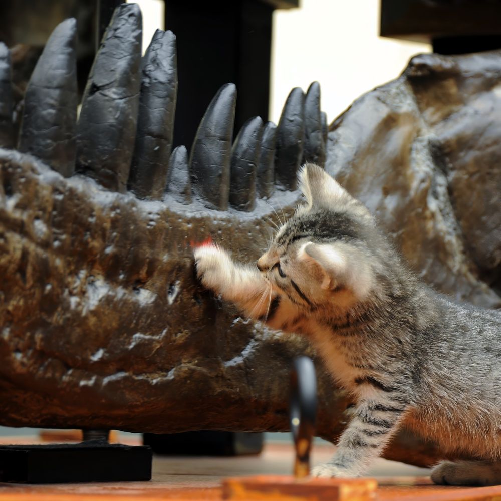 Pinky the kitten raises a paw against the mighty mandible of T. rex!
