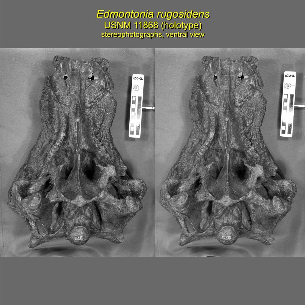 Stereoscopic photographs of ventral views of the holotype skull of the ankylosaur Edmontonia rugosidens (USNM 11868). Given the rudimentary nature of the digital cameras in 1998, these images were shot on B&W film and then scanned professionally later. Stereopairs can be viewed with a special viewer or by kind of crossing your eyes (like with an old Magic Eye poster) to restore three dimensionality.
