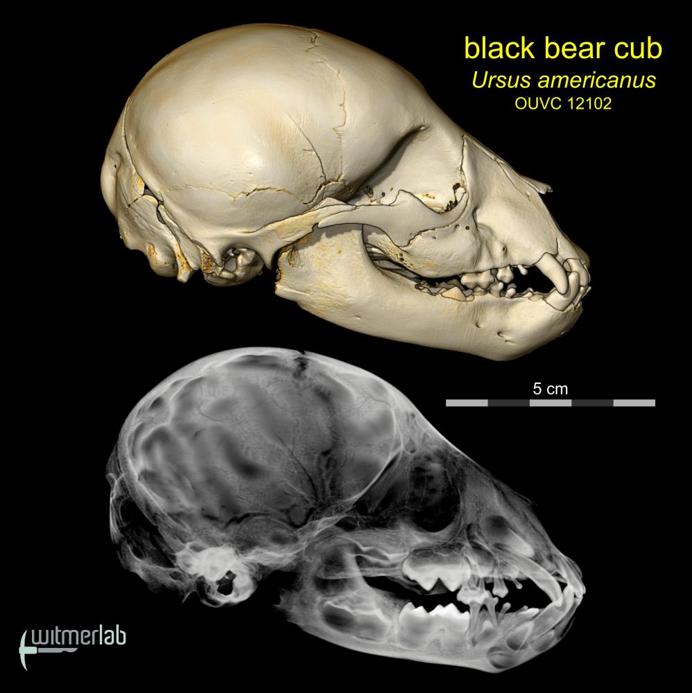 Volume render of the microCT-scanned skull of a very young black bear cub in side view (above) along with (below) a simulated x-ray showing the replacement (adult) dentition within the jaws along with the deciduous (baby) teeth in place. Pro tip: For the lower image, I digitally deleted the left half of the skull so the right half would be clearer and not cluttered by the superimposition of left and right hand structures.