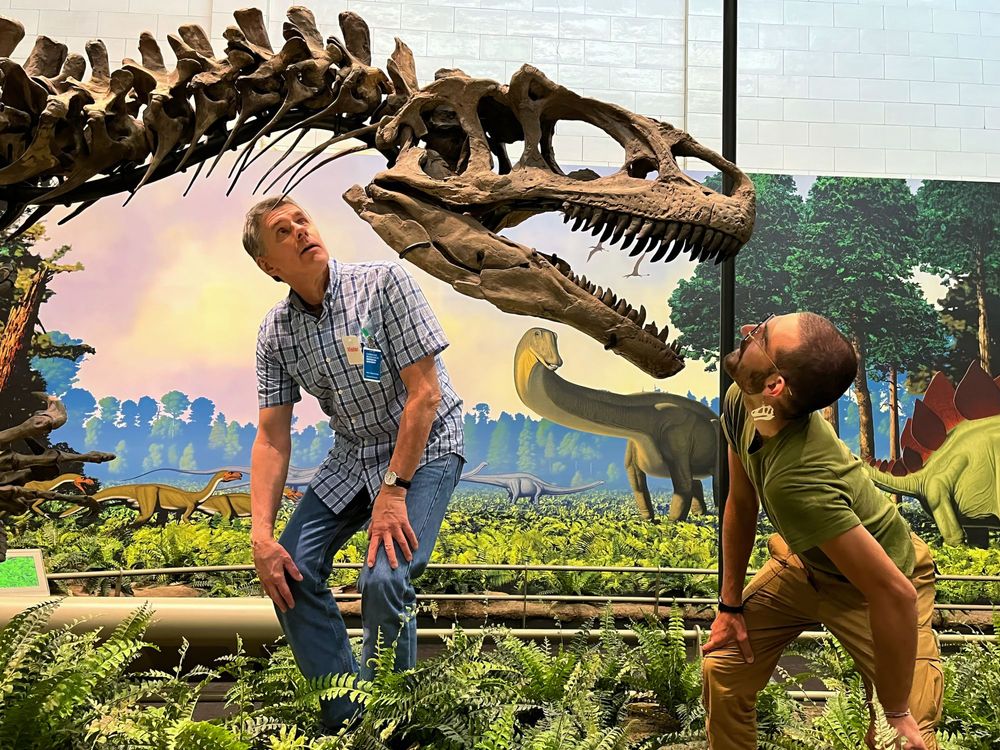 Peter Rhynard with Witmer in the exhibits at the Carnegie Museum of Natural History, studying their Allosaurus specimen CM 11844. Thanks to Sarah Davis for the photo!