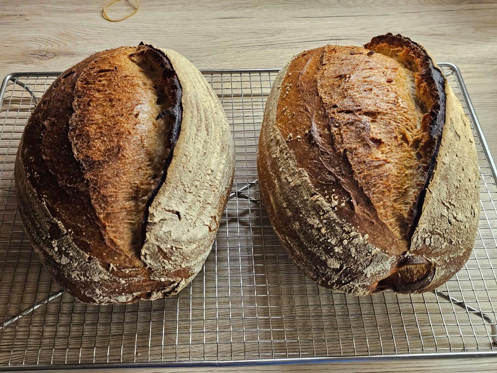 2 fertig gebackene Brote auf dem Abkühlgitter. 