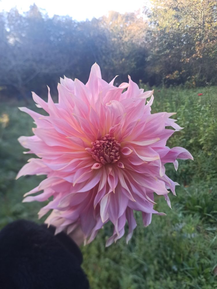 Café de Paris, dahlias géant rose abricoté. Je tiens la fleur dans ma main. On devine le terrain en fond avec quelques zinnias.