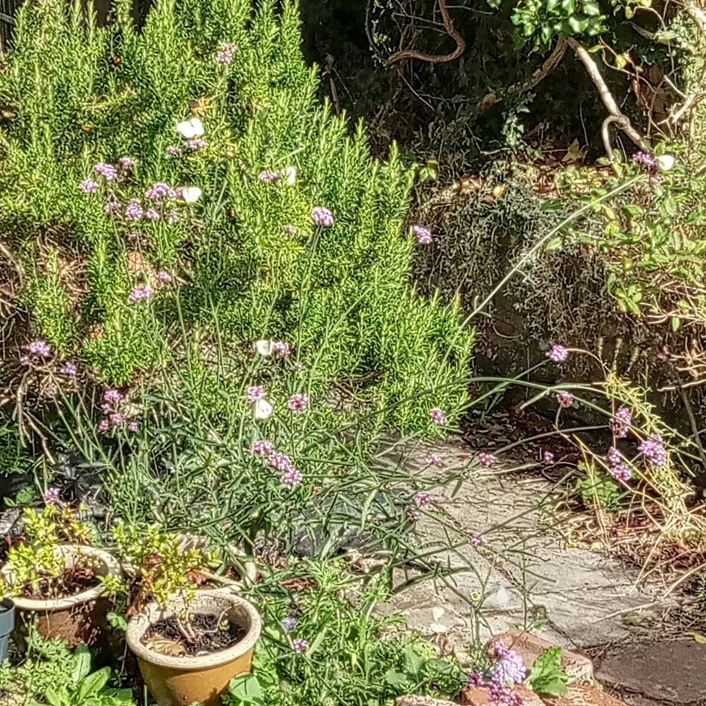 Not a very good photo, showing cabbage white butterflies feeding on verbena. There's a large rosemary in the background, three small myrtles in pots and a scabious in the foreground 