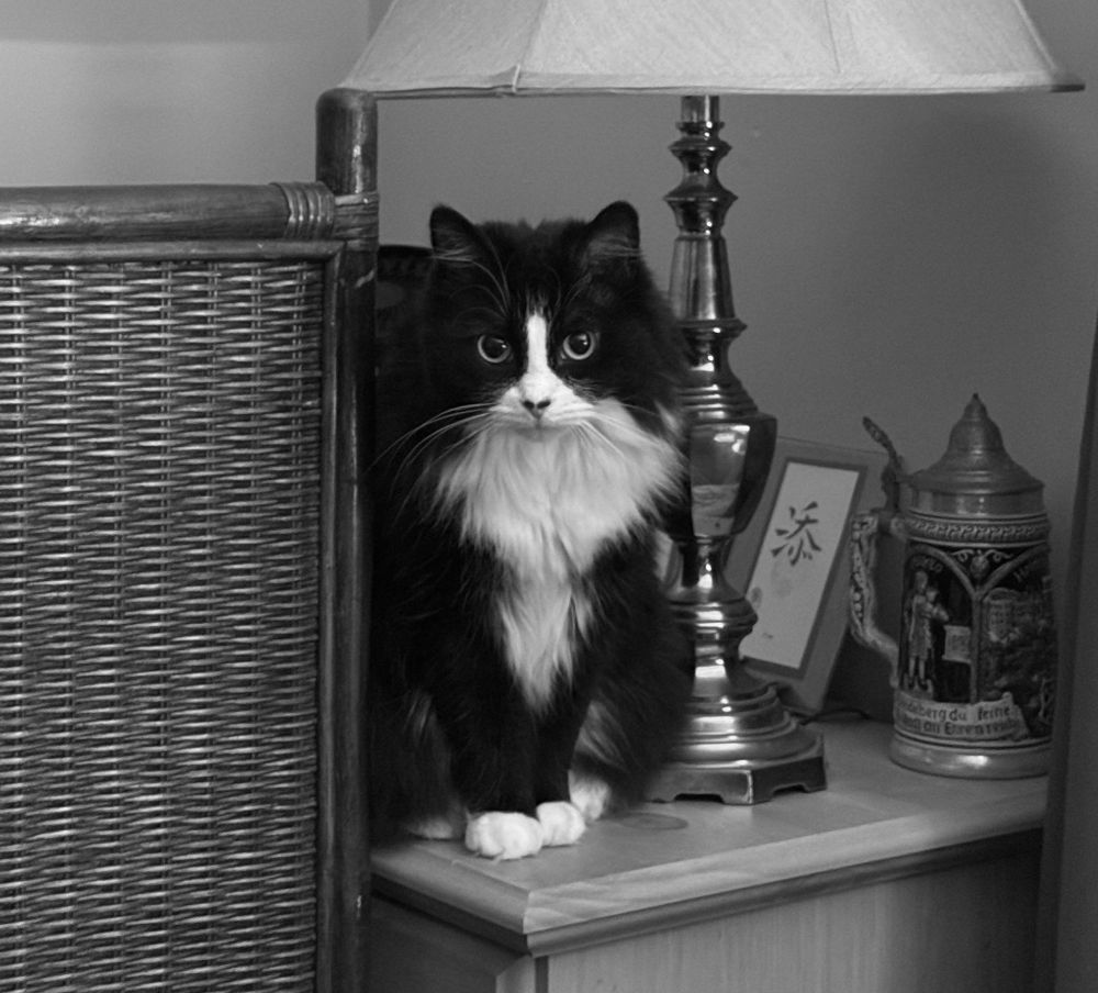 A black and white Tuxedo cat, perched on a ledge, stares at something of interest behind the viewer.  