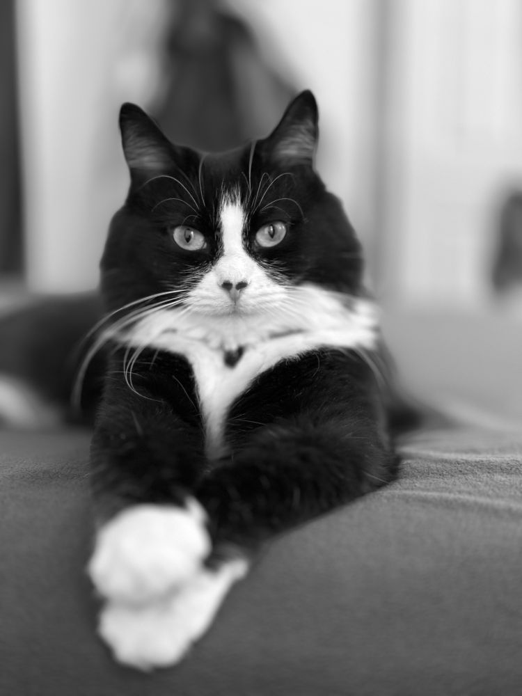 a tuxedo cat stares into the camera