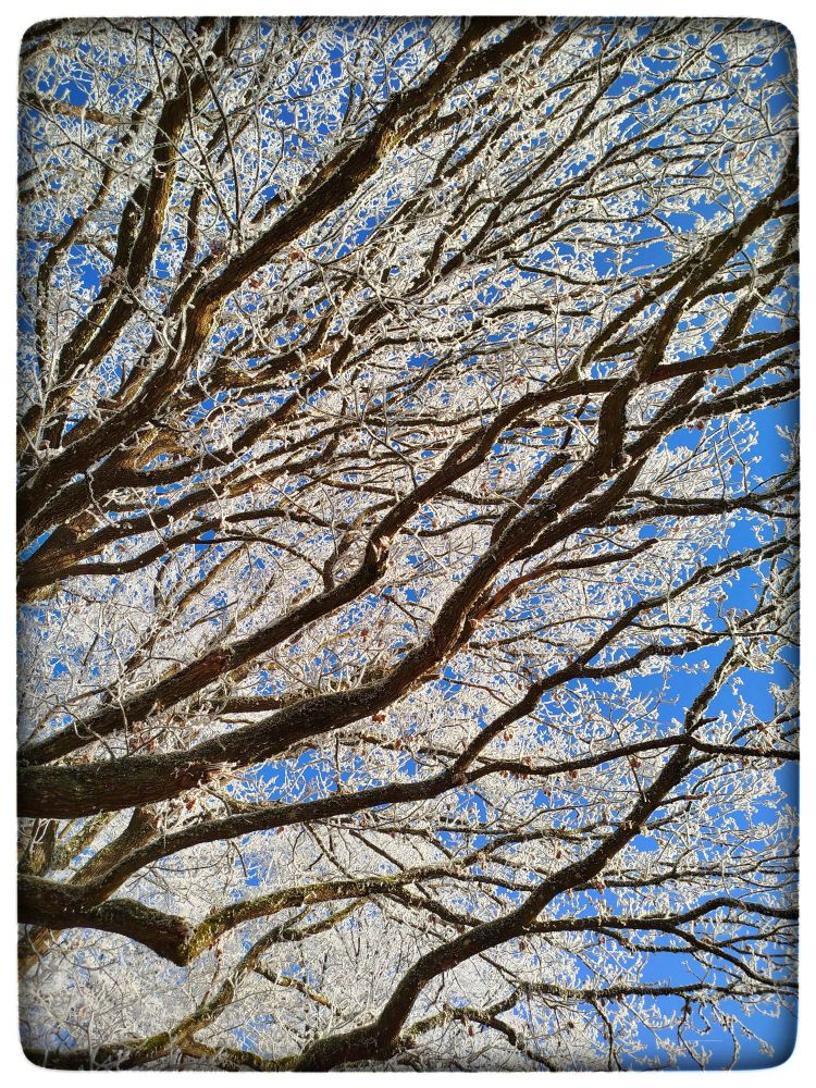 The image showcases a close-up, upward view of a tree's branches against a bright blue sky. The branches are thick and brown, with a rough texture, and are heavily coated in white frost, creating a striking contrast. The frost covers the finer twigs, making them appear delicate and lace-like. The composition is dynamic, with the branches spreading out diagonally across the frame, creating a sense of movement and depth. The blue sky peeks through the gaps between the branches, adding brightness and highlighting the intricate patterns of the frosty limbs. The overall effect is a crisp, wintery scene with a beautiful interplay of colors and textures. The image has a slight vignette effect, which draws the eye towards the center of the scene.