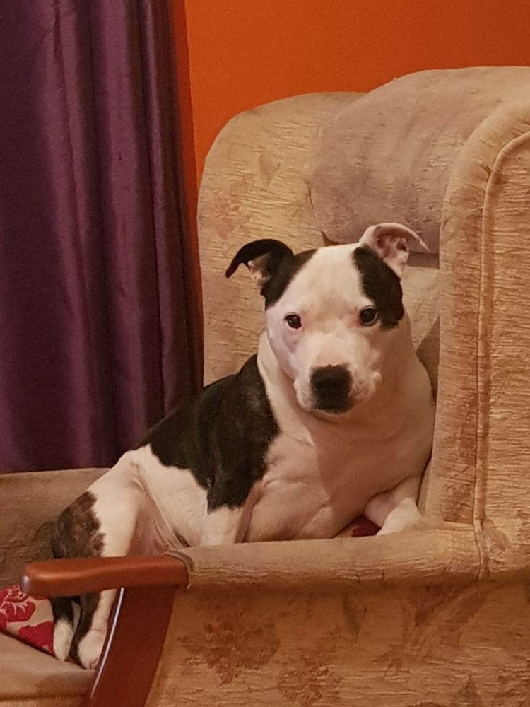 A picture of my white and brindle staffies, Charlie.