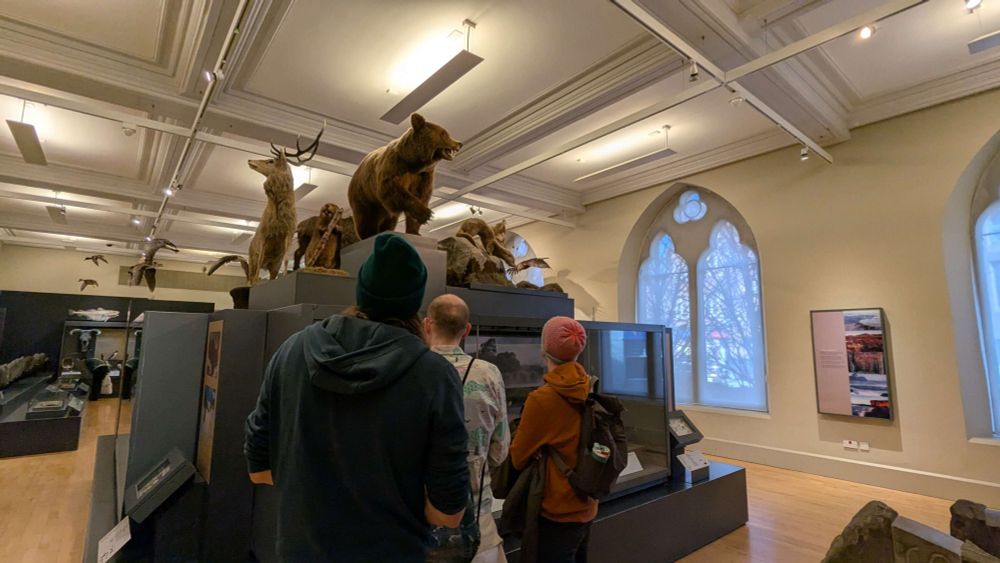 A photo of 3 people in the McManus museum/gallery looking up at a high platform with realistic replicas of many animals including a bear, a dear and beaver