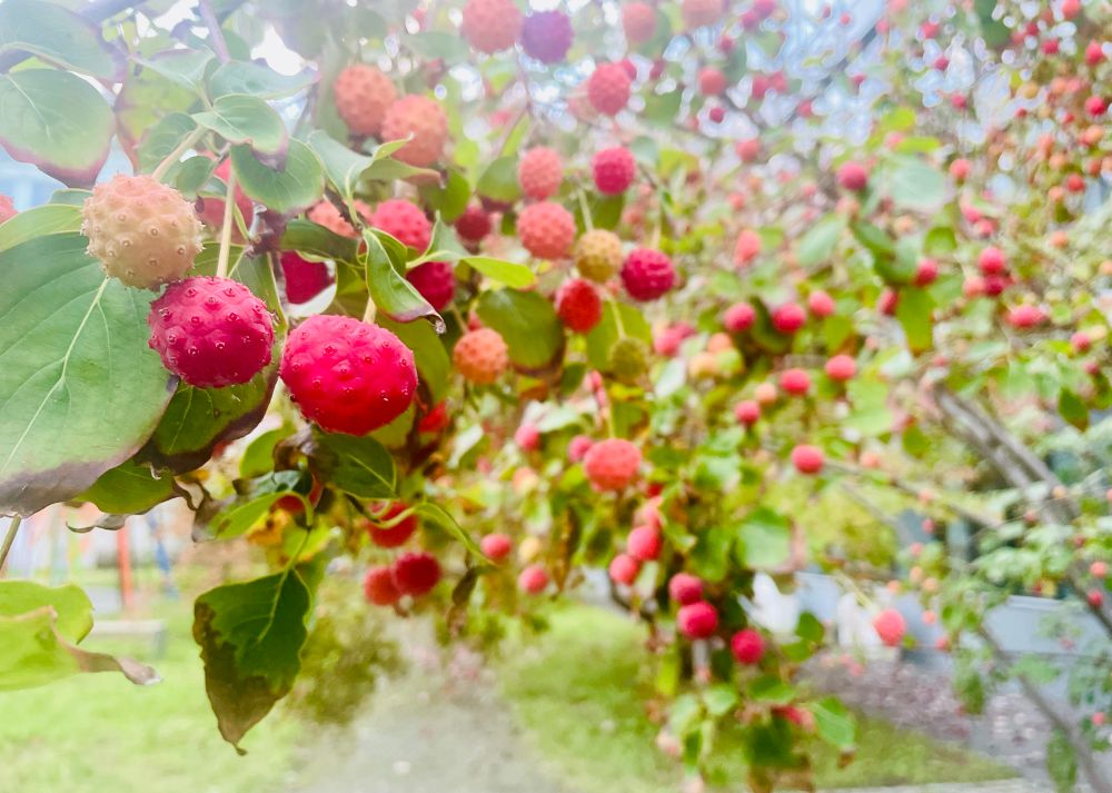 Rote Früchte tragender Asiatischer Blüten-Hartriegel-Baum.
Die Blätter sind noch grün.