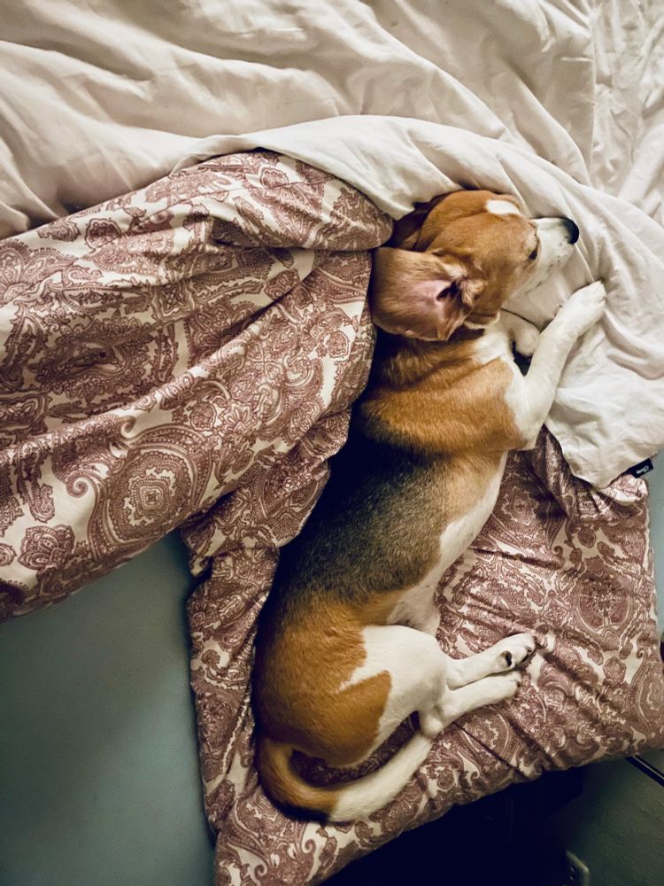 Schlafender Beagle auf Bettzeug.