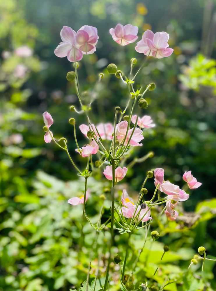 Rosa blühende, sonnenbeschiene Anemone. Im Portrait-Modus ist ein Stängel unsichtbar und die Blüte schwebt im Bild. Der Hintergrund ist unscharf.