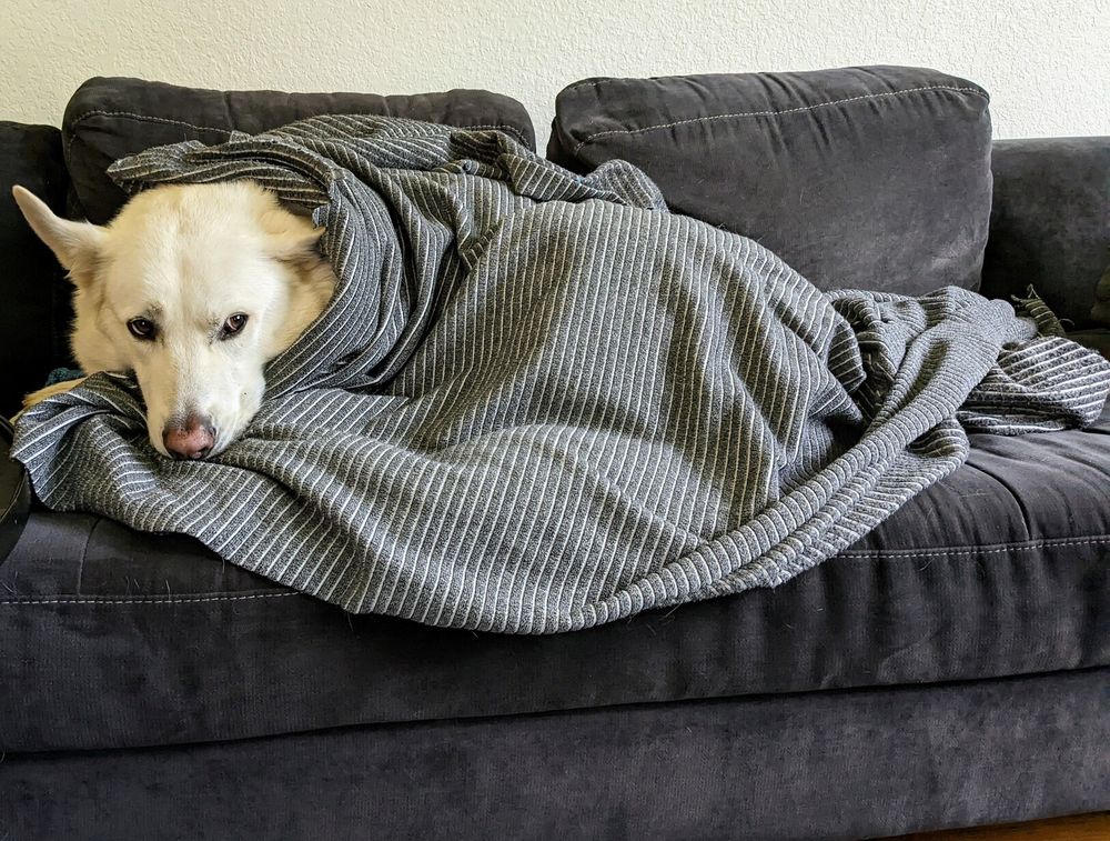 A white Alaskan dog mix lies on a sofa, wrapped in a light, striped blanket. Only his head is poking out.