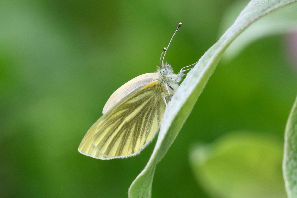 Green-veined White, Pieris napi adalwinda, Kafjord, near Alta, Troms and Finnmark, Norway 29/05/25