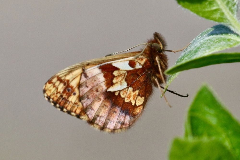 Frigga's Fritillary, Bolaria frigga.
