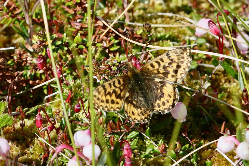 Cranberry Fritillary, Boloria aquilonaris