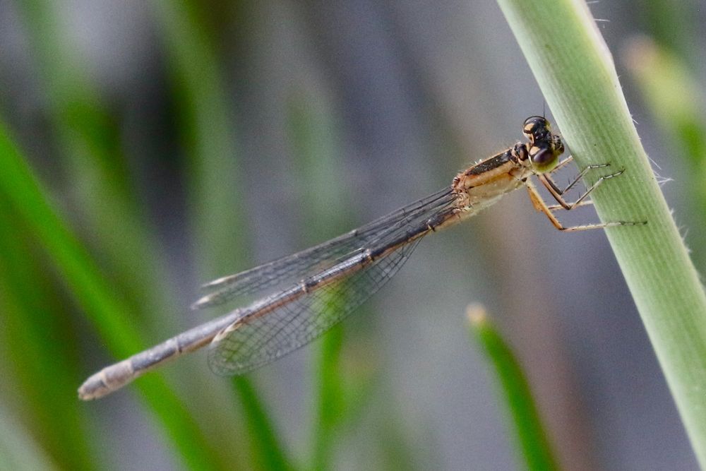 Immature Blue-tailed Damselfly, I. elegans, Dragonfly Pond Fields, Sandwich Bay Bird Observatory Trust. 15th July 2025