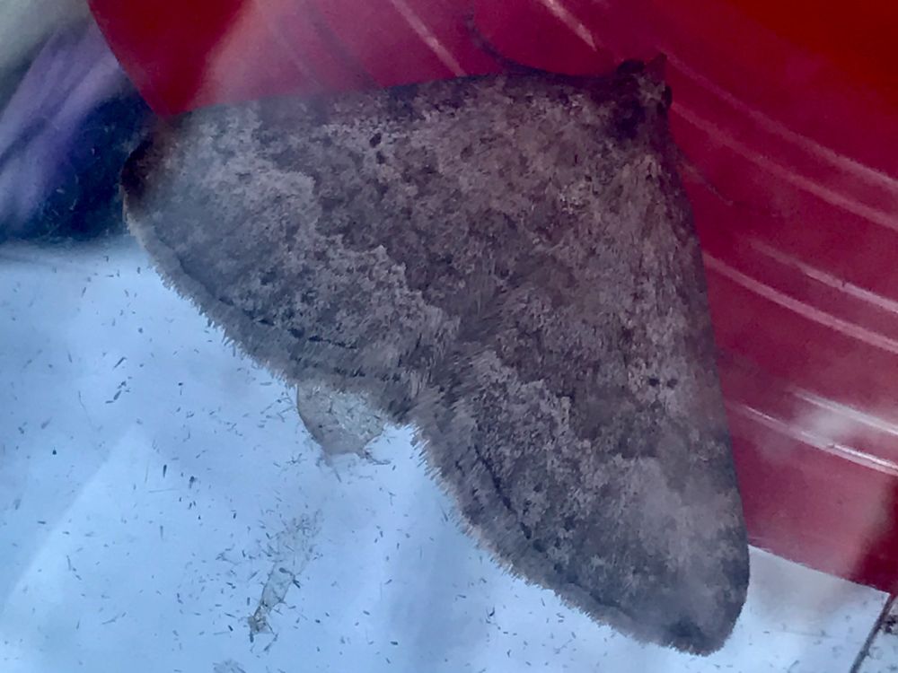 Chalk Carpet, Scotopteryx bipunctaria, from The White Cliffs, Dover