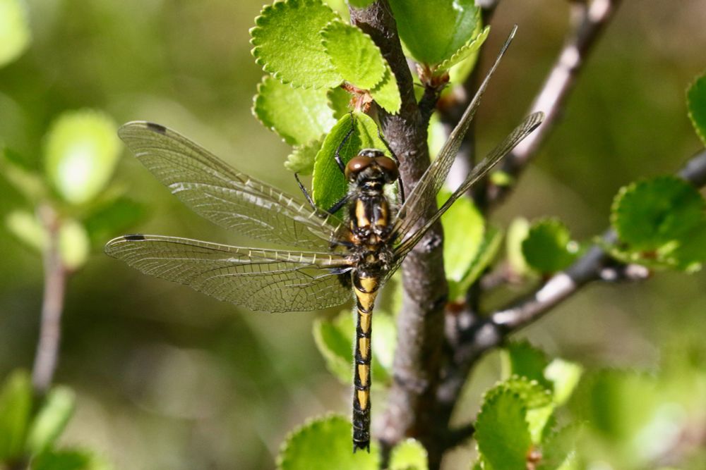  Ruby Whiteface (Northern White-faced Darter), Leucorrhinia rubicunda.