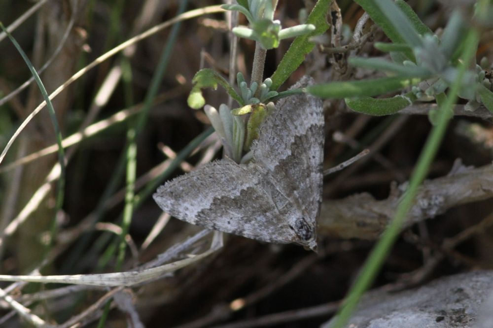 Chalk Carpet, Scotopteryx bipunctaria, Montagne de Bergier, Provence, France, 18/7/14