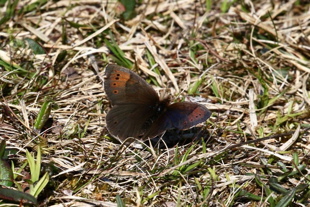 Dewy Ringlet, Erebia pandrose.