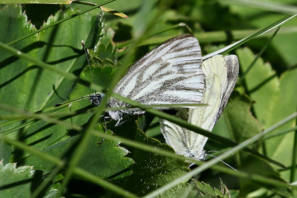 Mountain Green-veined White, Pieris bryoniae, mating pair,  below Refuge Agnel, PNR du Queyras, France 12/07/17