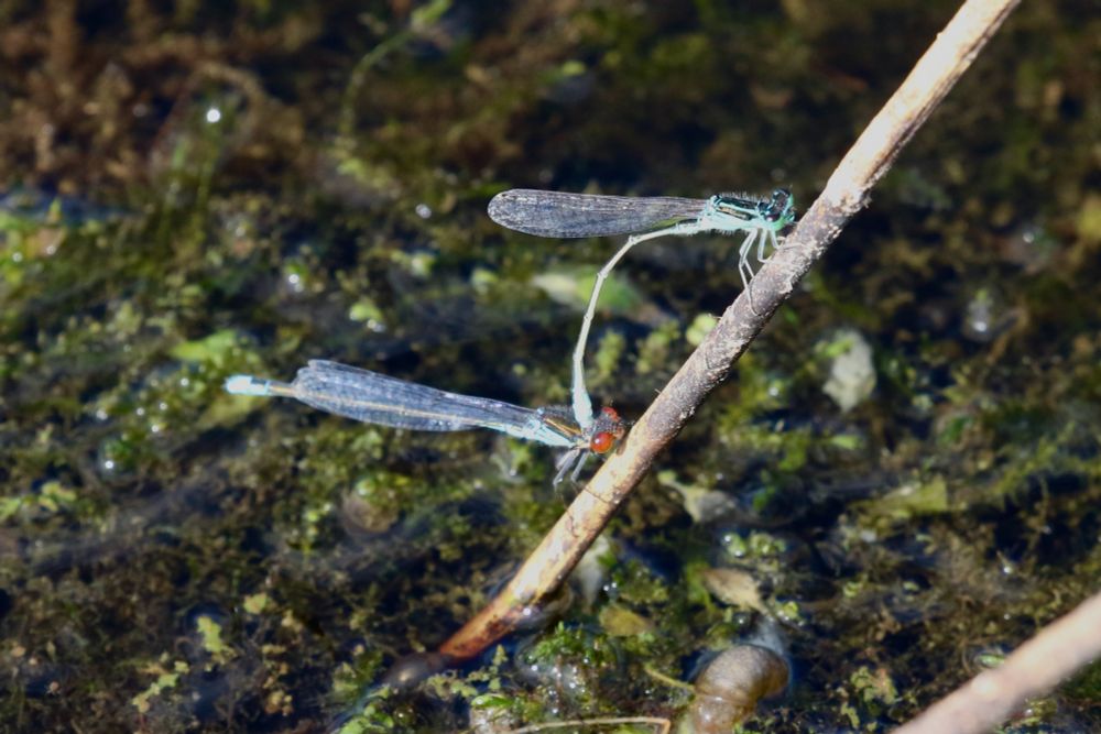 Scarce Blue-tailed Damselfly, Ischnura pumilio, male in tandem with Small Red-eyed Damselfly, male, Erythromma viridulum !!!. Sandwich Bay
