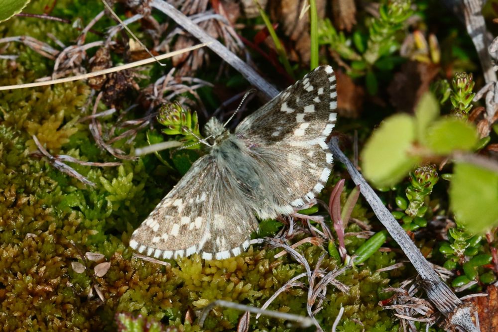 Northern Grizzled Skipper, Pyrgus centaureae.
