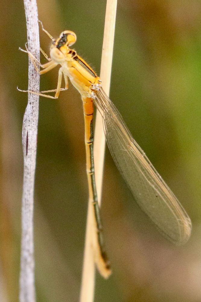 Immature ♀️Scarce Blue-tailed Damselfly, I. pumilio, Dragonfly Pond Fields, Sandwich Bay Bird Observatory Trust. 15th July 2025