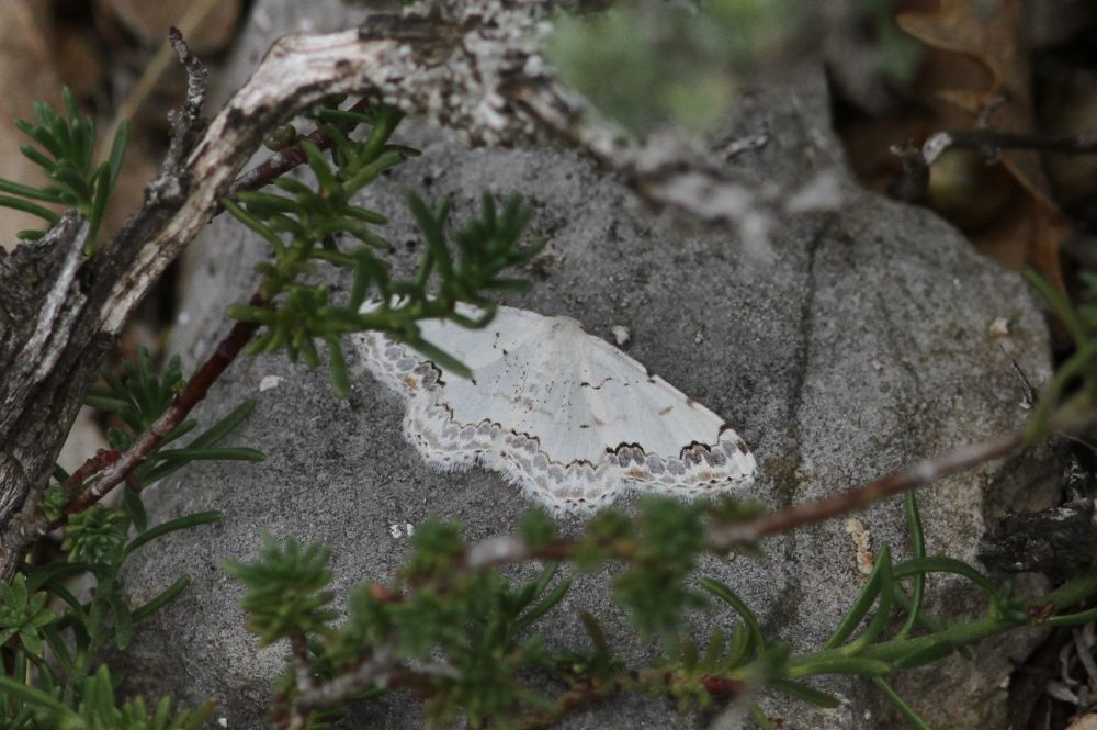 Middle Lace Border, Scopula decorata, St-Etienne-les-Orgues, Provence, France. 20/7/14