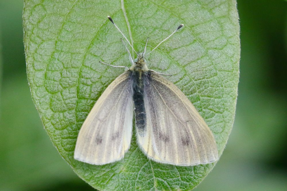 Green-veined White, Pieris napi adalwinda, Kafjord, near Alta, Troms and Finnmark, Norway 29/05/25