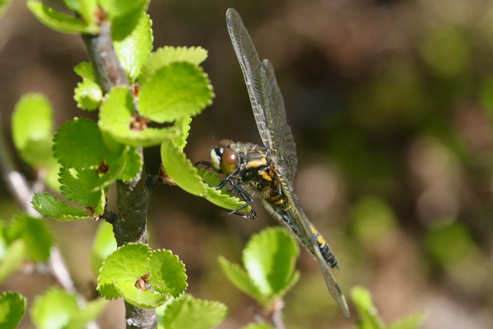  Ruby Whiteface (Northern White-faced Darter), Leucorrhinia rubicunda.