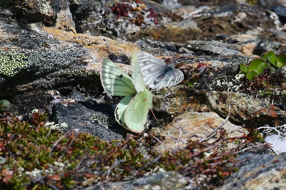 Pale Arctic Clouded Yellow, Colias tyche, bothering the local form of Green-veined White, Pieris napi.